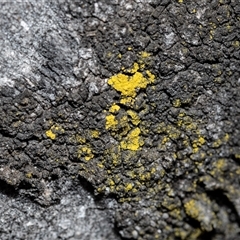 Unverified Lichen at Scullin, ACT - 24 Aug 2025 by AlisonMilton