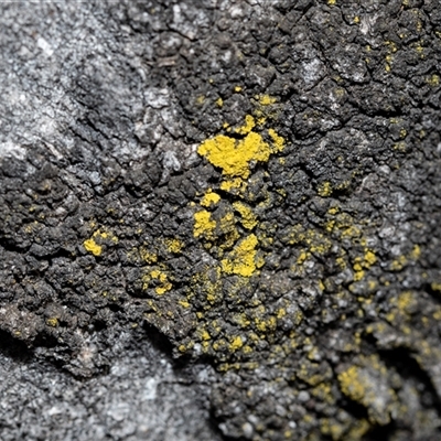 Unverified Lichen at Scullin, ACT - 24 Aug 2025 by AlisonMilton