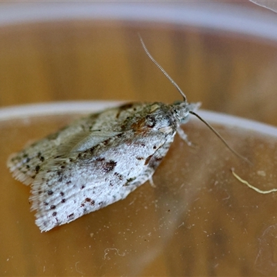 Isotenes miserana (Orange Fruit Borer) at Moruya, NSW - 27 Aug 2025 by LisaH