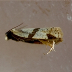 Tortricinae (subfamily) (A tortrix moth) at Moruya, NSW - 27 Aug 2025 by LisaH
