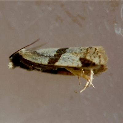 Tortricinae (subfamily) (A tortrix moth) at Moruya, NSW - 27 Aug 2025 by LisaH