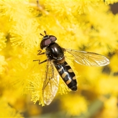 Melangyna viridiceps (Hover fly) at Scullin, ACT - 24 Aug 2025 by AlisonMilton