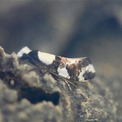 Monopis icterogastra (Wool Moth) at Moruya, NSW - 27 Aug 2025 by LisaH