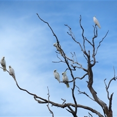Cacatua galerita (Sulphur-crested Cockatoo) at Tumblong, NSW - 22 Aug 2025 by MB