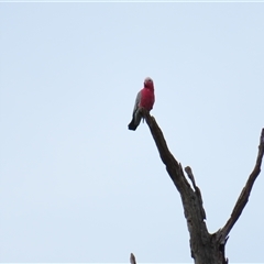 Eolophus roseicapilla (Galah) at Tumblong, NSW - 22 Aug 2025 by MB