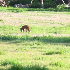 Vulpes vulpes (Red Fox) at Tumblong, NSW - 22 Aug 2025 by MB