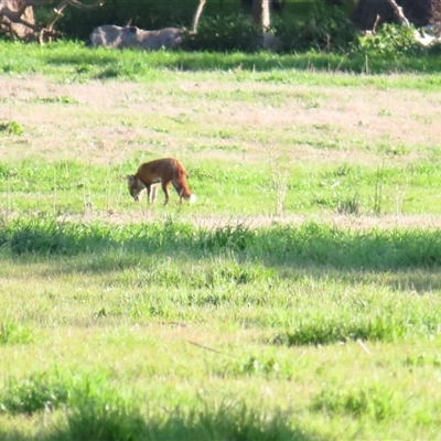 Vulpes vulpes (Red Fox) at Tumblong, NSW - 22 Aug 2025 by MB
