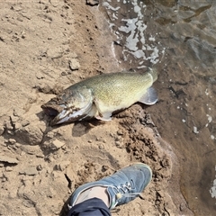 Maccullochella peelii (Murray Cod) at Tumblong, NSW - 22 Aug 2025 by MB