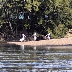 Pelecanus conspicillatus (Australian Pelican) at Gundagai, NSW - 22 Aug 2025 by MB