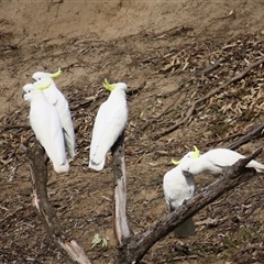 Cacatua galerita (Sulphur-crested Cockatoo) at Eunanoreenya, NSW - 26 Aug 2025 by MB