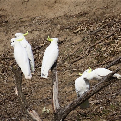Cacatua galerita (Sulphur-crested Cockatoo) at Eunanoreenya, NSW - 26 Aug 2025 by MB