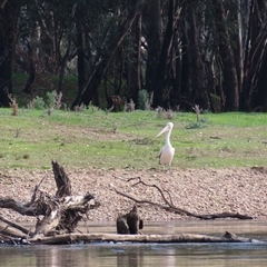 Pelecanus conspicillatus (Australian Pelican) at Eunanoreenya, NSW - 26 Aug 2025 by MB