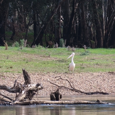 Pelecanus conspicillatus (Australian Pelican) at Eunanoreenya, NSW - 26 Aug 2025 by MB