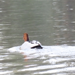 Chenonetta jubata (Australian Wood Duck) at Oura, NSW - 26 Aug 2025 by MB