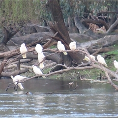 Cacatua sanguinea (Little Corella) at Alfredtown, NSW - 26 Aug 2025 by MB