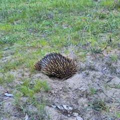 Tachyglossus aculeatus (Short-beaked Echidna) at Oura, NSW - 25 Aug 2025 by MB