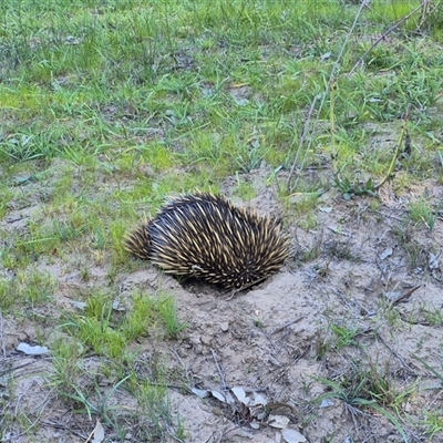 Tachyglossus aculeatus (Short-beaked Echidna) at Oura, NSW - 25 Aug 2025 by MB