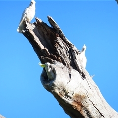 Cacatua galerita (Sulphur-crested Cockatoo) at Oura, NSW - 25 Aug 2025 by MB