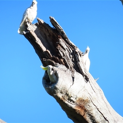 Cacatua galerita (Sulphur-crested Cockatoo) at Oura, NSW - 25 Aug 2025 by MB