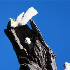 Cacatua galerita at Oura, NSW - 25 Aug 2025 02:34 PM
