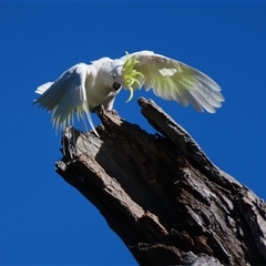 Cacatua galerita at Oura, NSW - 25 Aug 2025 02:34 PM