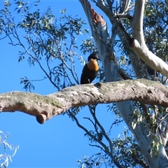 Tadorna tadornoides (Australian Shelduck) at Borambola, NSW - 25 Aug 2025 by MB