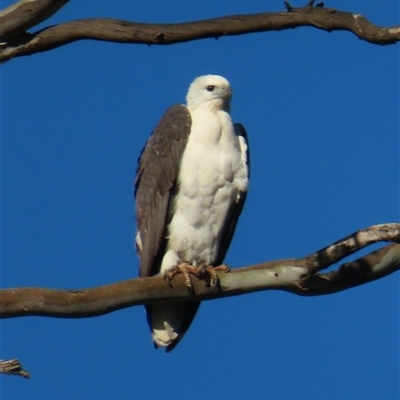 Icthyophaga leucogaster (White-bellied Sea-Eagle) at Oura, NSW - 25 Aug 2025 by MB
