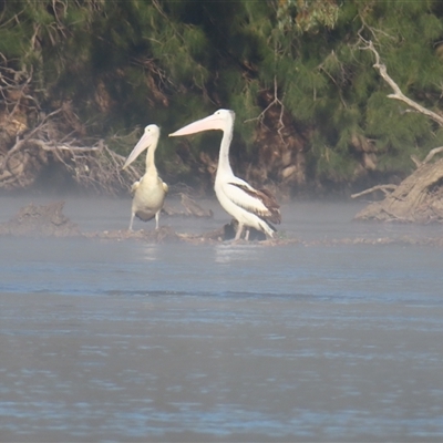 Pelecanus conspicillatus (Australian Pelican) at Borambola, NSW - 25 Aug 2025 by MB