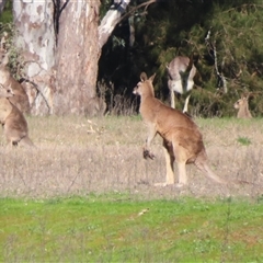 Macropus giganteus (Eastern Grey Kangaroo) at Oura, NSW - 24 Aug 2025 by MB