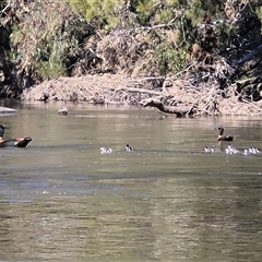 Tadorna tadornoides (Australian Shelduck) at Oura, NSW - 24 Aug 2025 by MB