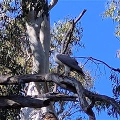 Icthyophaga leucogaster (White-bellied Sea-Eagle) at Mundarlo, NSW - 24 Aug 2025 by MB