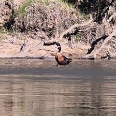 Tadorna tadornoides (Australian Shelduck) at Wantabadgery, NSW - 24 Aug 2025 by MB
