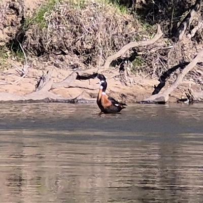 Tadorna tadornoides (Australian Shelduck) at Wantabadgery, NSW - 24 Aug 2025 by MB