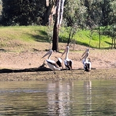 Pelecanus conspicillatus (Australian Pelican) at Wantabadgery, NSW - 24 Aug 2025 by MB