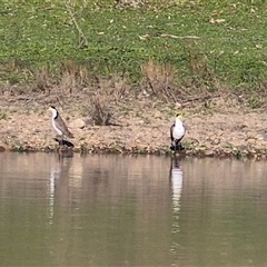Vanellus miles (Masked Lapwing) at Wantabadgery, NSW - 24 Aug 2025 by MB