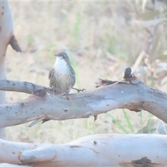 Cormobates leucophaea (White-throated Treecreeper) at Mundarlo, NSW - 24 Aug 2025 by MB