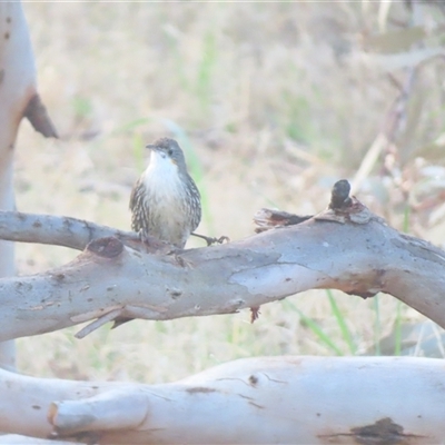 Cormobates leucophaea (White-throated Treecreeper) at Mundarlo, NSW - 24 Aug 2025 by MB