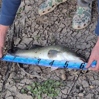 Maccullochella peelii (Murray Cod) at Mundarlo, NSW - 23 Aug 2025 by MB