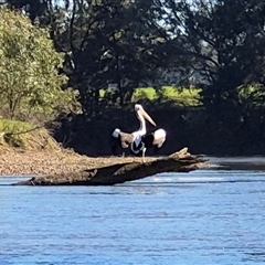 Pelecanus conspicillatus (Australian Pelican) at Nangus, NSW - 23 Aug 2025 by MB