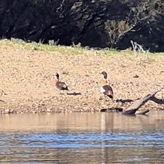 Tadorna tadornoides (Australian Shelduck) at Nangus, NSW - 23 Aug 2025 by MB