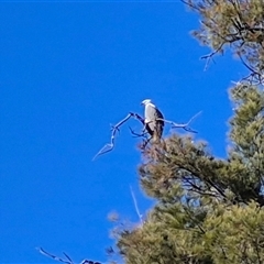 Icthyophaga leucogaster (White-bellied Sea-Eagle) at Nangus, NSW - 23 Aug 2025 by MB