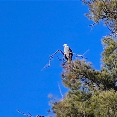 Icthyophaga leucogaster (White-bellied Sea-Eagle) at Nangus, NSW - 23 Aug 2025 by MB
