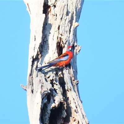 Platycercus elegans (Crimson Rosella) at Tumblong, NSW - 23 Aug 2025 by MB