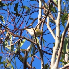 Pardalotus striatus (Striated Pardalote) at Tumblong, NSW - 23 Aug 2025 by MB
