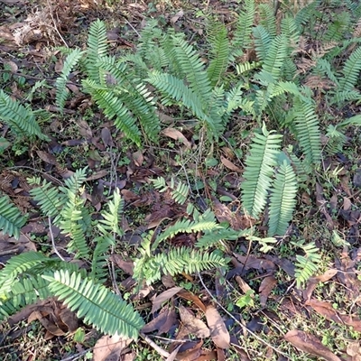 Pellaea falcata (Sickle Fern) at Meryla, NSW - 26 Aug 2025 by plants