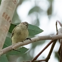 Smicrornis brevirostris (Weebill) at Fraser, ACT - 24 Aug 2025 by Untidy