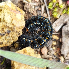 Apina callisto (Pasture Day Moth) at Fraser, ACT - 24 Aug 2025 by Untidy