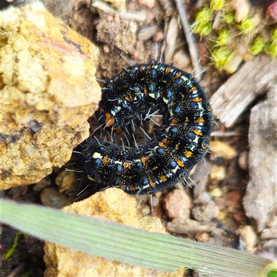 Apina callisto (Pasture Day Moth) at Fraser, ACT - 24 Aug 2025 by Untidy