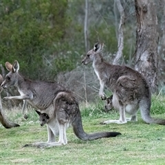 Macropus giganteus (Eastern Grey Kangaroo) at Fraser, ACT - 24 Aug 2025 by Untidy