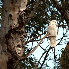 Cacatua galerita (Sulphur-crested Cockatoo) at Higgins, ACT - 10 Aug 2025 by Untidy